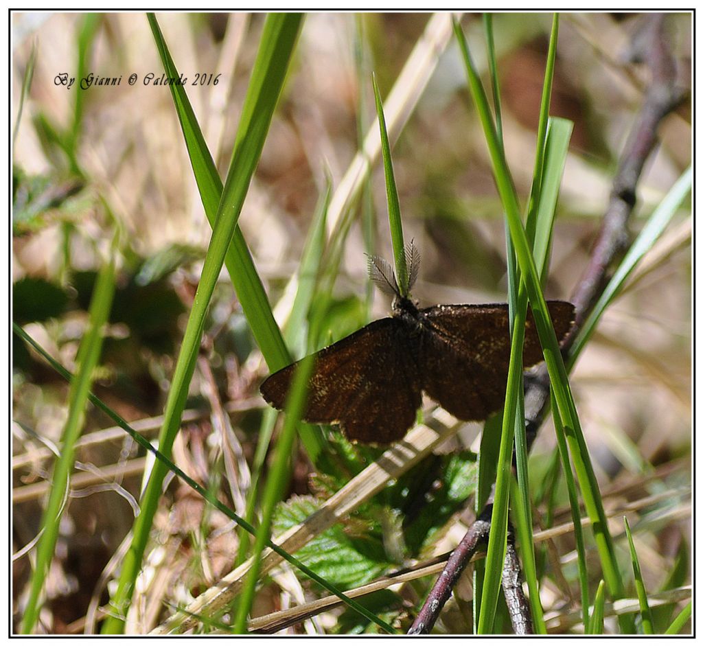 Farfalla da id - Ematurga atomaria, Geometridae